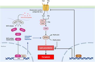 Ferroptosis in pulmonary fibrosis: an emerging therapeutic target